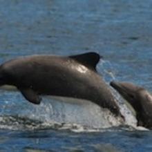 Chilean dolphin